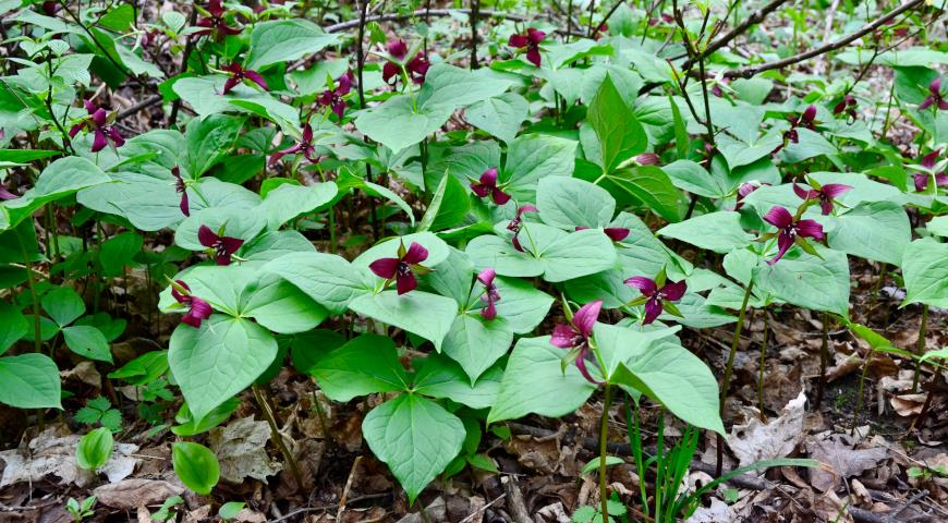 Trillium erectum