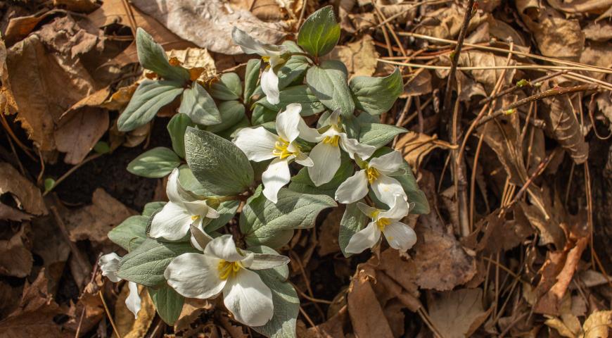 Триллиум снежный (Trillium nivale)