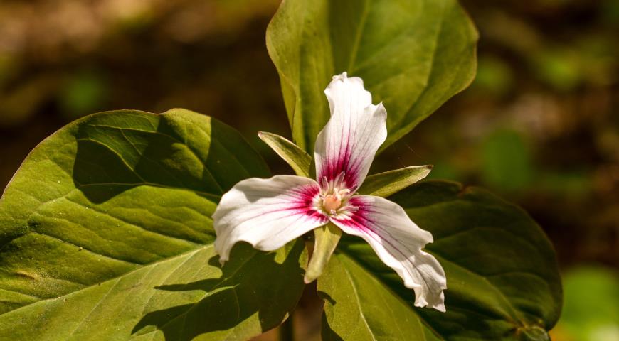 Триллиум волнистый (Trillium undulatum)