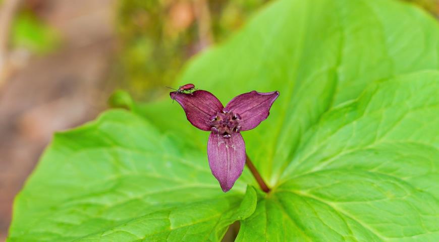 Триллиум Смолла (Trillium smallii)