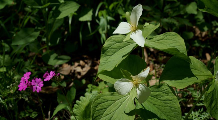 Триллиум камчатский (Trillium camschatcense)