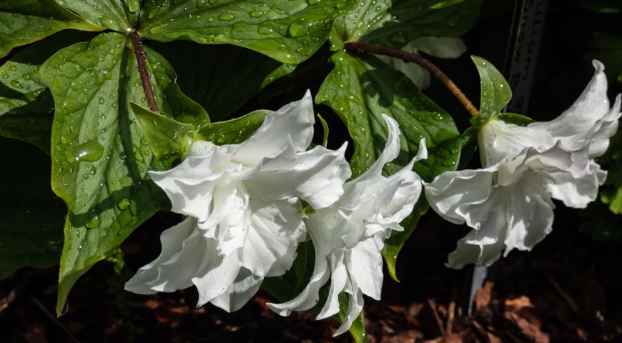 Триллиум крупноцветковый (Trillium grandiflorum) Snow bunting