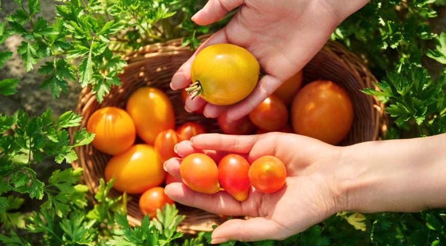 Как вырастить и получить более сладкие помидоры