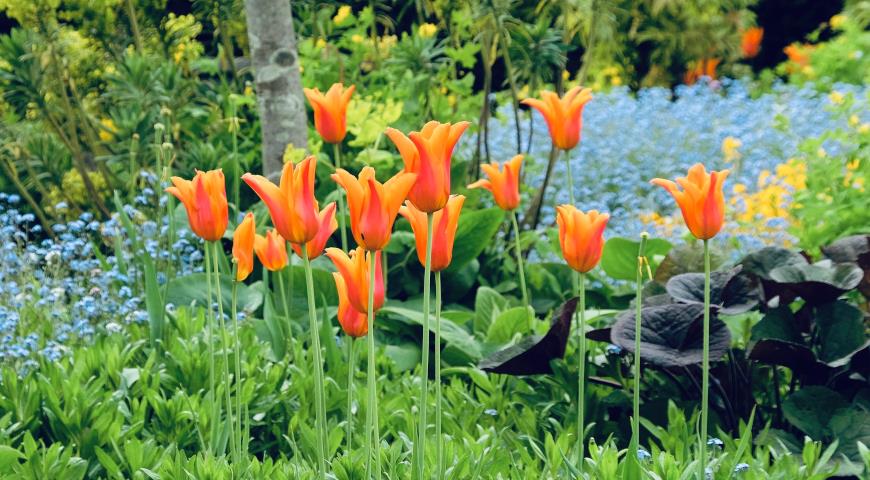Лилиецветные тюльпаны, бруннера и бузульник в дизайне сада