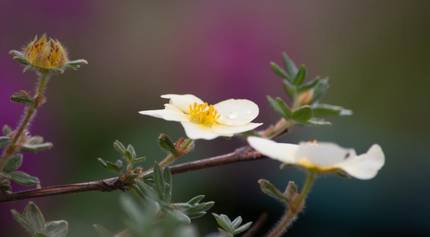 Primrose Beauty