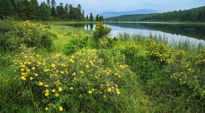 Лапчатка кустарниковая, курильский чай на Алтае