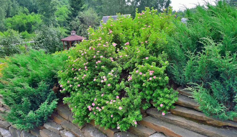 Dasiphora fruticosa Lovely Pink