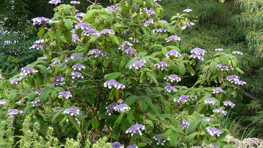 Гортензия Саржента, или бархатная (Hydrangea aspera sargentiana)