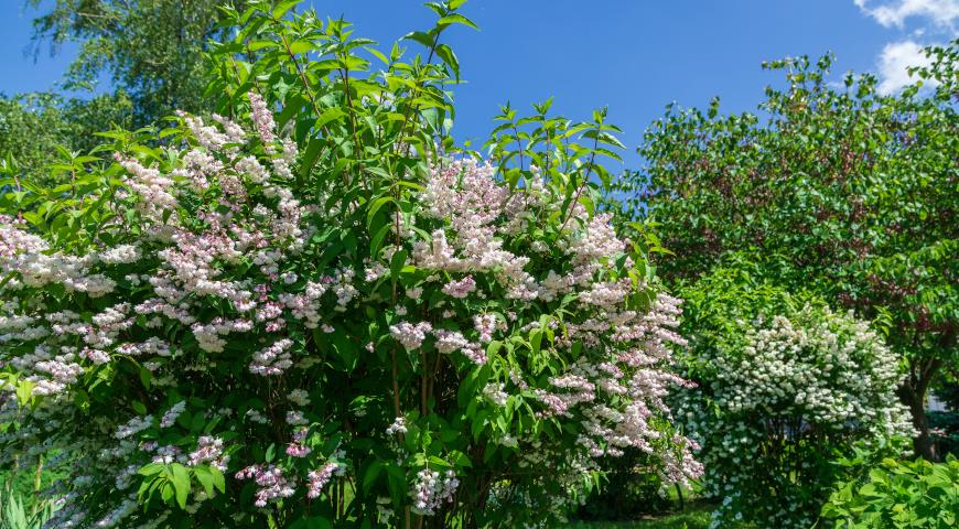 Дейция шершавая, или звездчатая (Deutzia scabra)