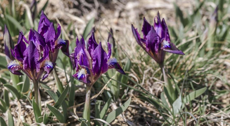 Ирис карликовый (Iris pumila)