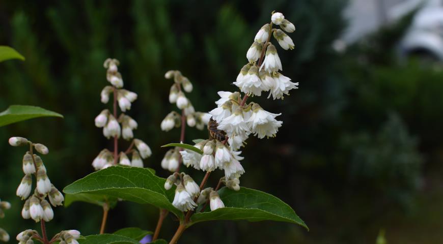 Дейция великолепная, или пышная (Deutzia magnifica)