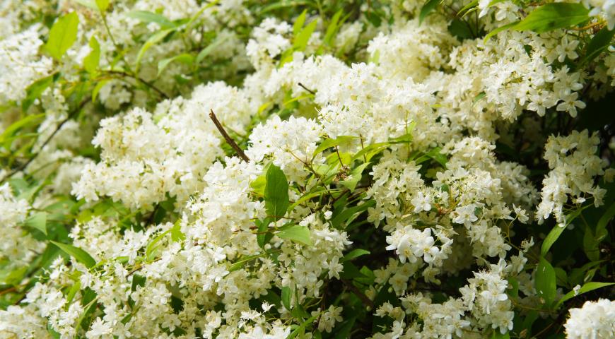 Дейция Лемуана, или гибридная (Deutzia x lemoinei)