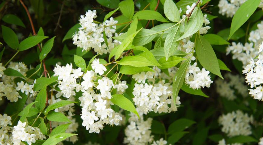 Дейция мелкоцветковая, или амурская (Deutzia parviflora, Deutzia amurensis)