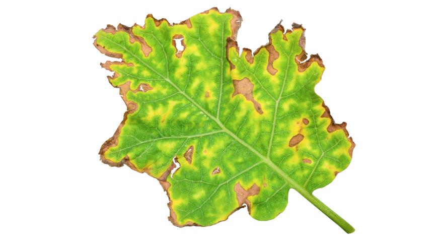 6 причин, почему листья баклажанов летом желтеют, вянут и скручиваются