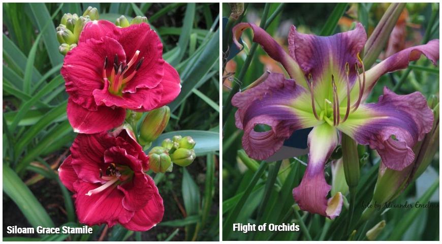 Лилейники Siloam Grace Stamile и Flight of Orchids (Фото: А. Емельянов)