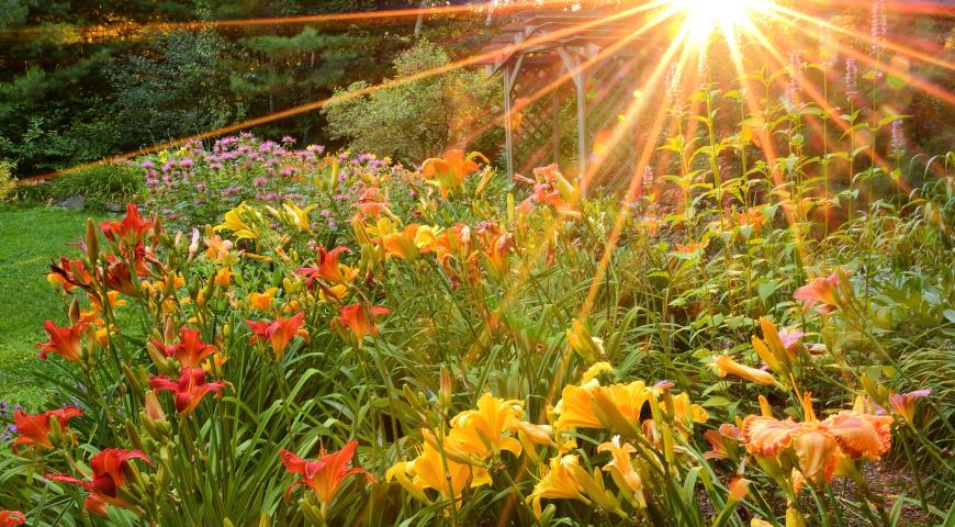 Лилейники в садовом цветнике