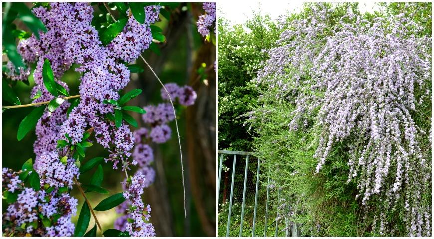 Буддлея очереднолистная (Buddleja alternifolia)