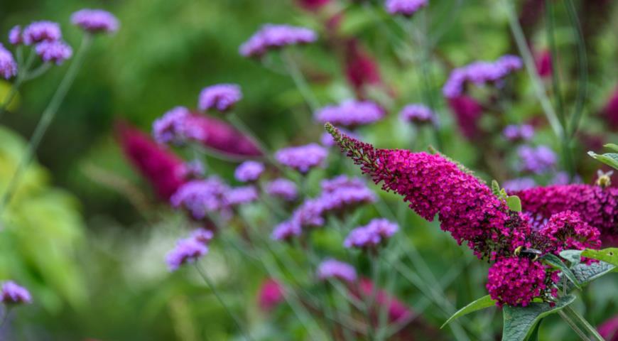 Буддлея Давида, Buddleja davidii Miss Molly