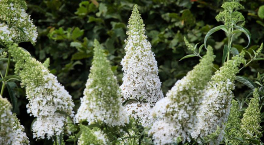 Буддлея Давида (Buddleja davidii) White Profusion