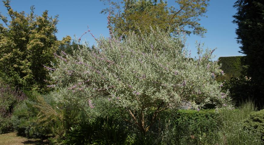 Buddleja alternifolia