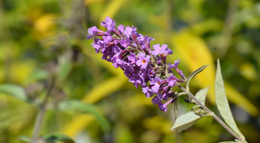 Буддлея Давида (Buddleja davidii) Free Petite Dark Pink