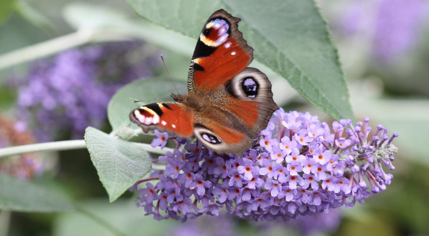 Буддлея Давида (Buddleja davidii) Lochinch