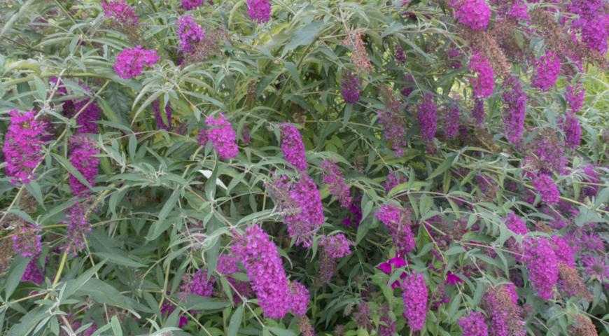 Буддлея Давида (Buddleja davidii) Nanho Purple 'Monum' 