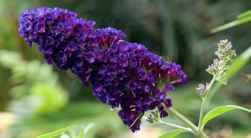 Буддлея Давида (Buddleja davidii) Black Knight