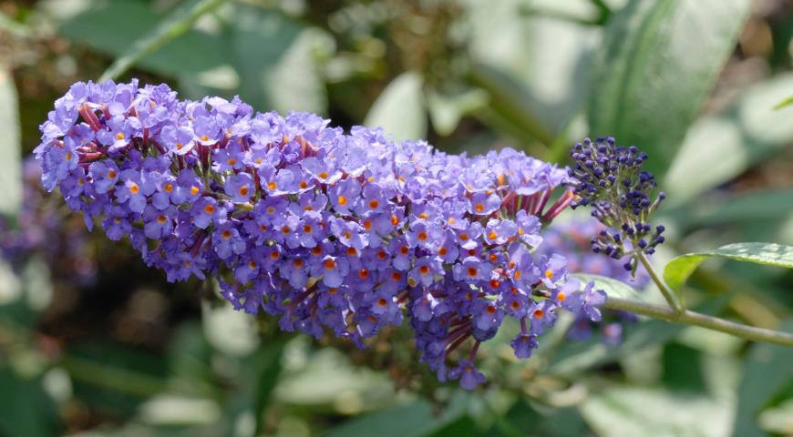 Буддлея Давида (Buddleja davidii) Ellen’s Blue