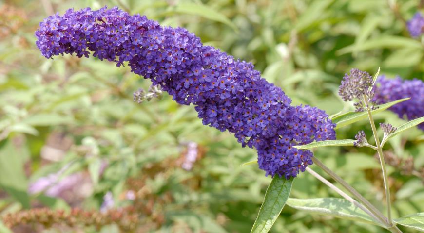 Буддлея Давида (Buddleja davidii) Adonis Blue