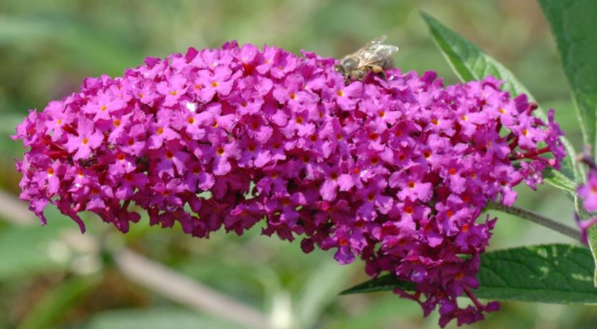 Буддлея Давида (Buddleja davidii) Attraction