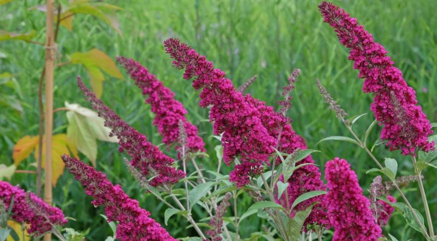 Буддлея Давида (Buddleja davidii) Miss Ruby