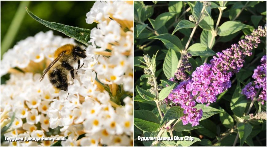 Буддлея Давида (Buddleja davidii) Honeycomb и Blue Chip 