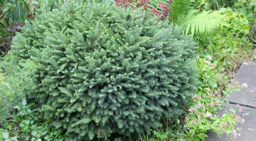 Ель сербская (Picea Omorica)