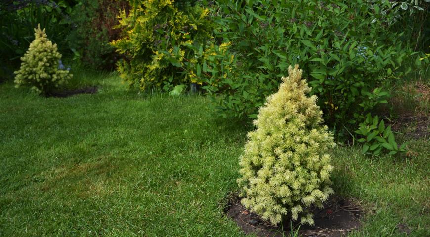 Ель канадская (Picea glauca)  Daisy's White