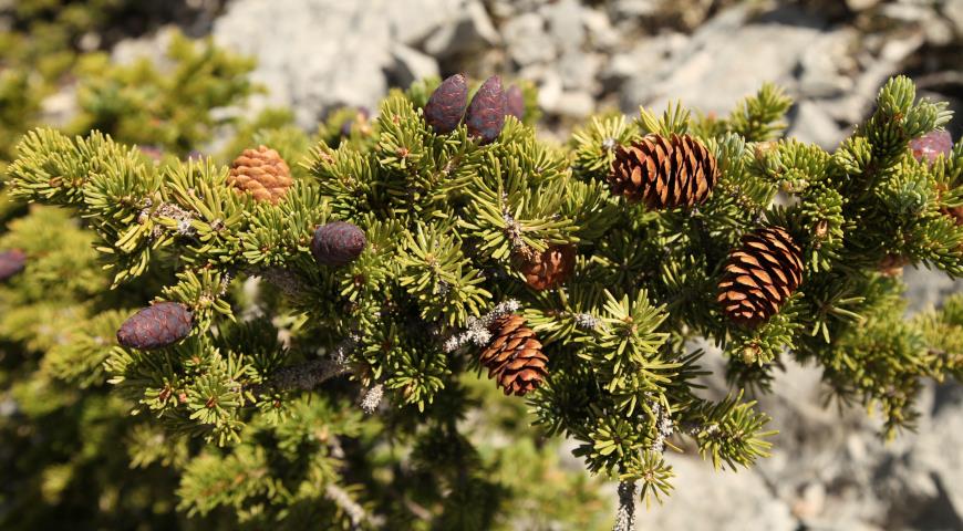 Ель Энгельмана (Picea engelmannii)