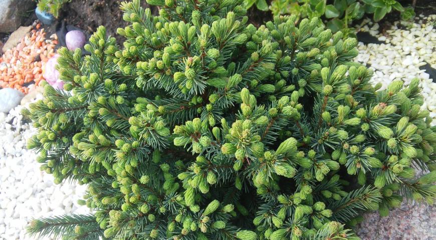 Ель канадская (Picea glauca) Echiniformis
