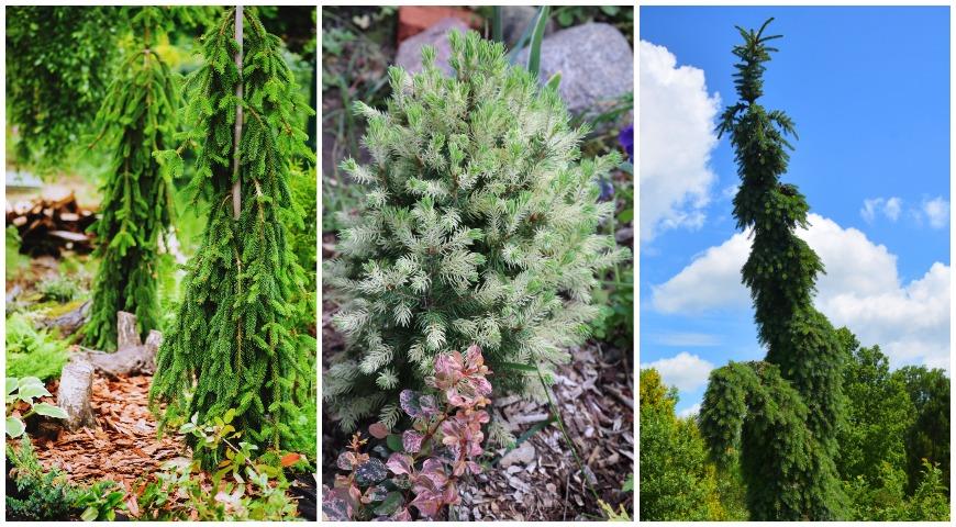 Декоративные виды ели, ель европейская (Picea abies) Inversa, Ель канадская (Picea glauca) Conica Maigold, Ель сербская (Picea Omorica) Pendula