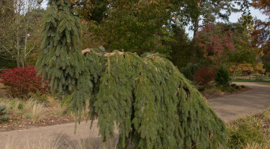 Ель сербская (Picea Omorica) Pendula