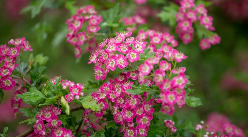 Боярышник колючий, английский, европейский (Crataegus oxyacantha, или laevigata) Punicea