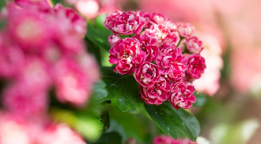 Боярышник колючий, английский, европейский (Crataegus oxyacantha, или laevigata) Paul's Scarlet