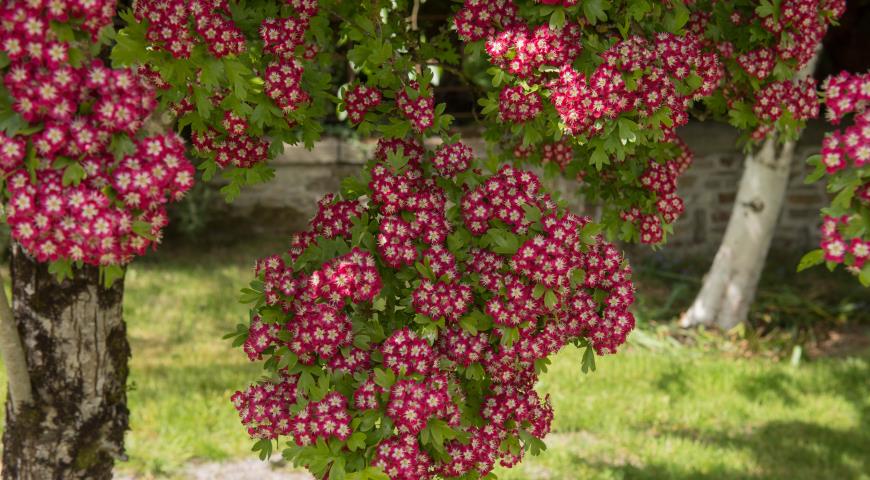 Боярышник колючий, английский, европейский (Crataegus oxyacantha, или laevigata) Crimson Cloud