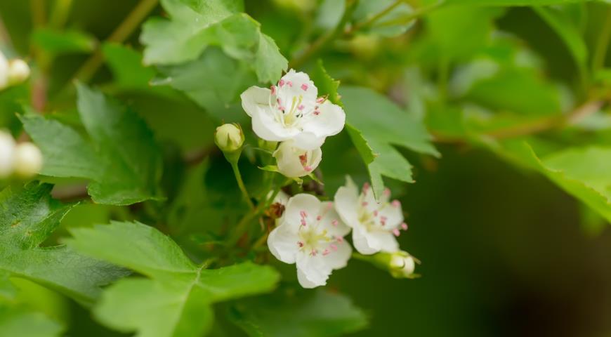 Боярышник кроваво-красный (Crataegus sanguinea)