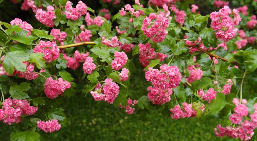 Боярышник колючий, английский, европейский (Crataegus oxyacantha, или laevigata) Plena