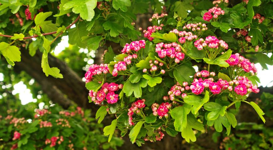 Боярышник колючий, английский, европейский (Crataegus oxyacantha, или laevigata) Rubra