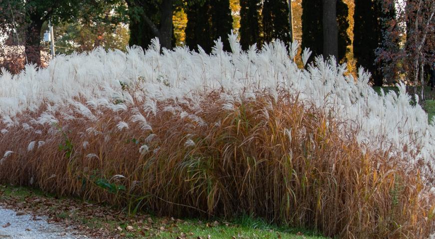 Мискантус пурпурный (Miscanthus Purpurascens)