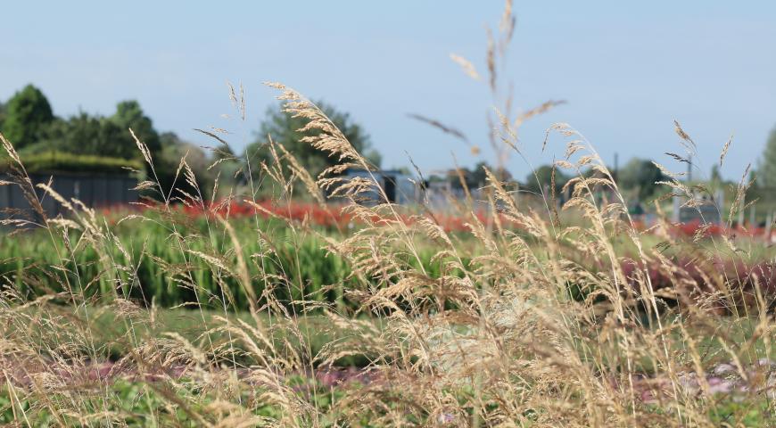 Щучка дернистая(Deschampsia cespitosa) Goldschleier