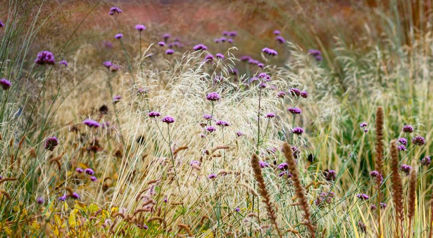 Щучка (Deschampsia), молиния и вербена в цветнике