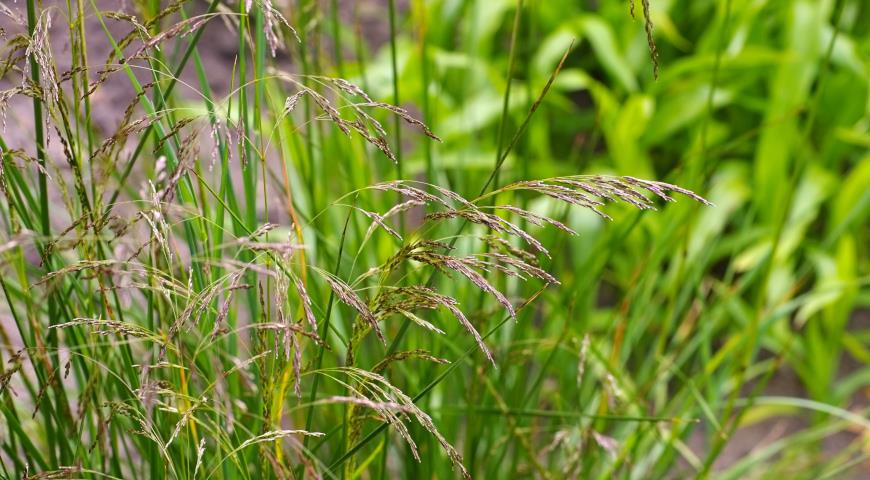 Щучка дернистая, луговик (Deschampsia cespitosa)