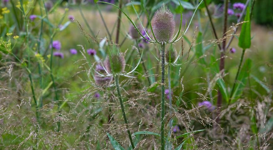 Ворсянка лесная (Dipsacus fullonum) и щучка дернистая(Deschampsia cespitosa) Bronzeschleier